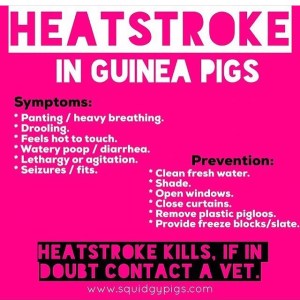 Heatstroke in Guinea Pigs