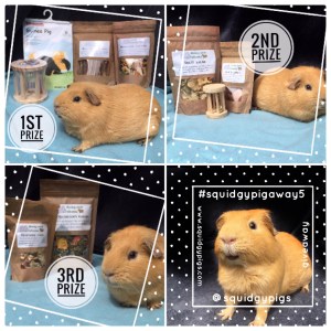 #squidgypigaway5 #squidgypigaway5