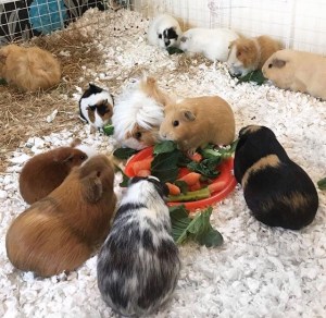 Part of our Girly Fluff Herd.