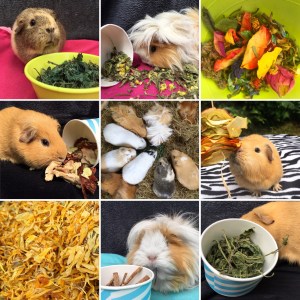 Guinea Pig Treats Summer 2017 Guinea Pig Treats Summer 2017