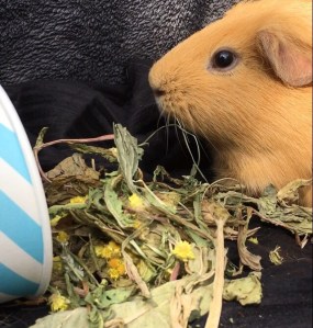 Slincypig is an Haymazing pet...