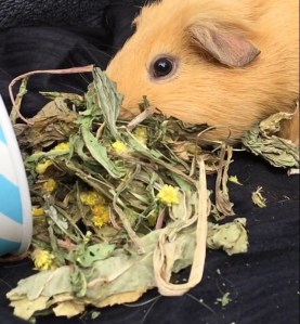 For Haymazing Pets dandelion, plantain and helichrysum