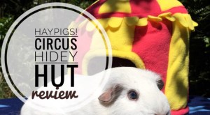 Haypigs Circus Hidey Hut Haypigs Circus Hidey Hut