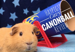 Haypigs Cavy Cannonball Haypigs Cavy Cannonball