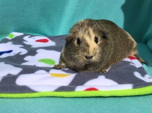 Piggies In Blankets Waterproof Lap Pad Review