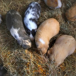 Nature's Own 5 A Day Mix Review