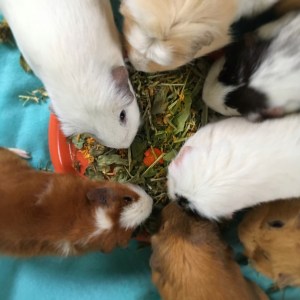 Nature's Own Sweet Green Herby Mix with Carrots, Peas and Parsley 