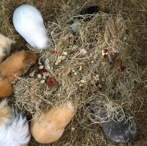A very happy Guinea Pig herd. A very happy Guinea Pig herd.