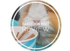 Dandelion root 