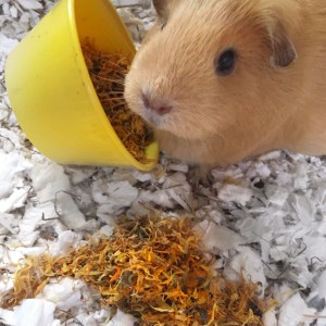 Britney adores 5 a Day Mix 