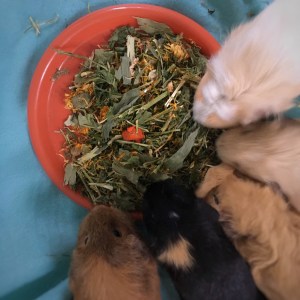 Fast pigs are blurry pigs...