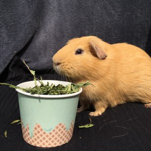 Slincypig enjoying his Dandelion leaf.