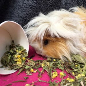 For Haymazing Pets dandelion, plantain and helichrysum review