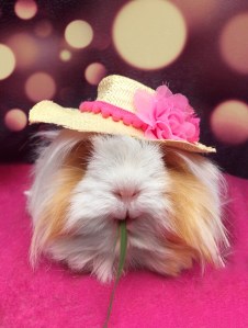 The best of Summer 2017 The best of Summer 2017