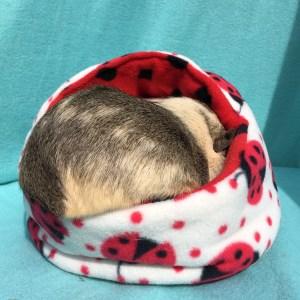 ...there are two pigs in this photo...