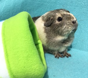 Doughnut and her Piggies In Blankets Snuggle Tunnel 