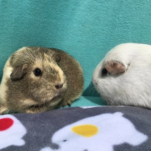 Big enough to share.