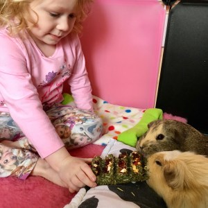 Green Bars are great for hand feeding.