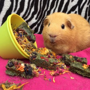 Slincypig and his favourite Nature's Own goodies...