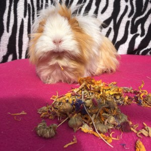 Blondie's favourite bits were the rose and sunflower petals...