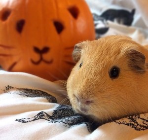Guinea Pig Pumpkin