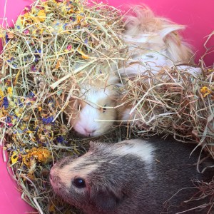 Mix with hay for natural foraging behaviour.