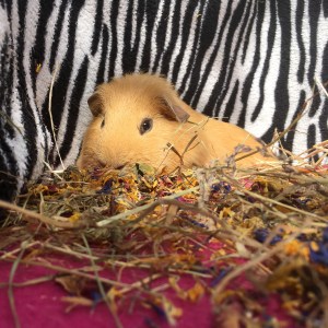Slincypig: so extra he sleeps on a bed of flowers...