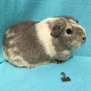 Doughnut has Charm...