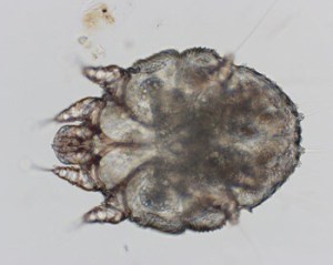 Image from Merck Vet Manual