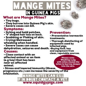 Mange mites In guinea Pigs
