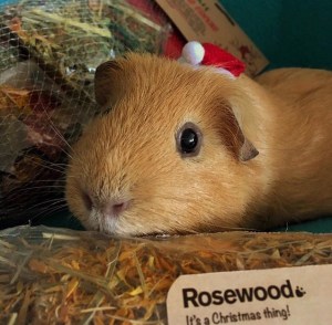 Festive fun. Festive fun