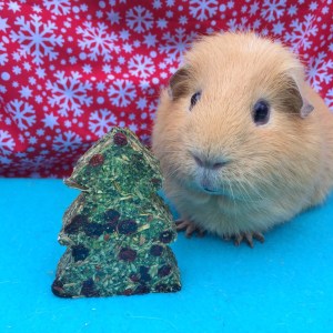 Rosewood Naturals Christmas Stocking Grain-Free Guinea Pig Tree