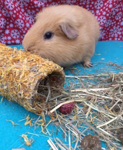 Yummy marigold Yummy marigold