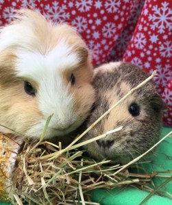 Miley and Doughnut reckon it's good to share. Miley and Doughnut reckon it's good to share.