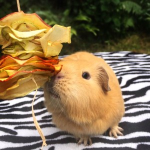 Binky and Wheeks Fruit Dangler