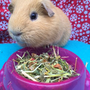 Rosewood Naturals Christmas Stocking Christmas Herbs