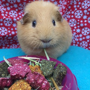 Rosewood Naturals Christmas Stocking Guinea Pig Review 