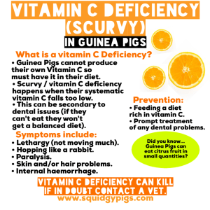 Vitamin C - Guinea Pigs