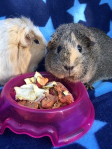 Miley and Doughnut enjoying some Apple Snacks