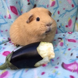 Can Guinea Pigs Eat Aubergine / Eggplant?