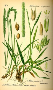 Details Showing bulbous base and brown leaf sheaths Prof. Dr. Otto Wilhelm Thomé Flora von Deutschland, Österreich und der Schweiz 1885, Gera, Germany. Public domain.