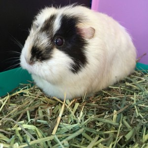 Football enjoying her Burgess hay.