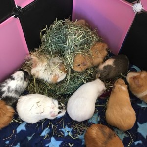 The Burgess Hay was very popular with our large herd of Guinea Pigs.