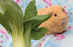 Can Guinea Pigs eat Bok Choy?