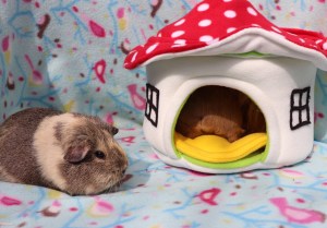 Pampered Piggies Boutique Toadstool House Review 