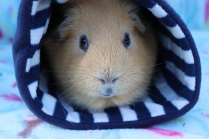 LovePigStudios Review Squidgypigs 