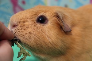 Handfeeding guinea pig 