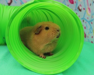 Slincypig in his Snugglesafe Bunny Warren.