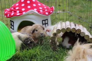 Pampered Piggies Boutique Toadstool House Review 