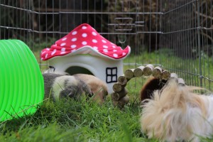 Snugglesafe Bunny Warren Review